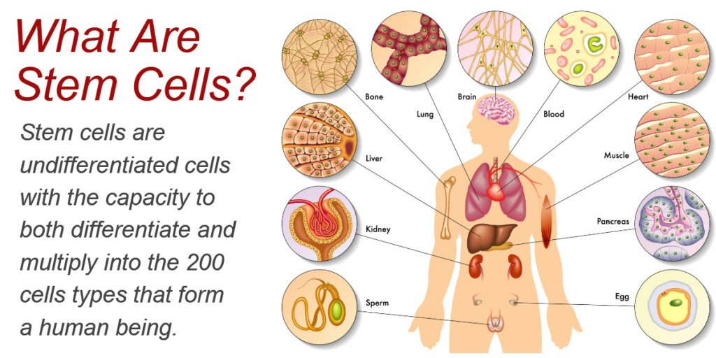 What Are Stem Cells?